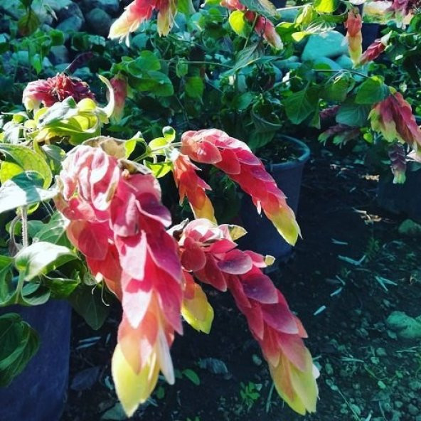 Karides Çiçeği Kırmızı 25 cm - 3