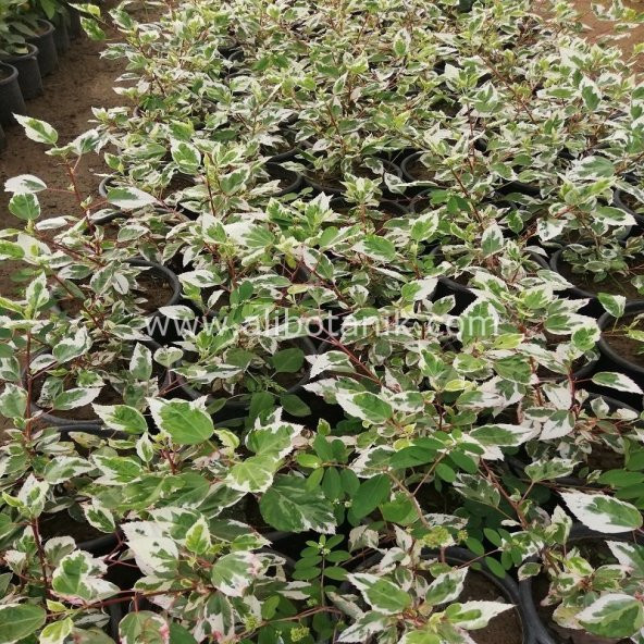 Japon Gülü Çiçeği Alacalı 40 cm - 3