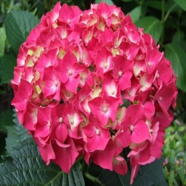 Ortanca Çiçeği - 3