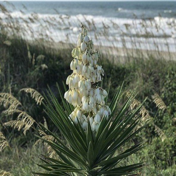 Avize Çiçeği Yucca Filamentosa - 1