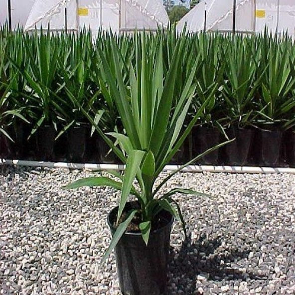 Avize Çiçeği Yucca Filamentosa - 2
