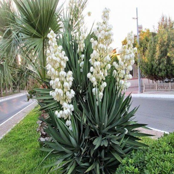 Avize Çiçeği Yucca Filamentosa - 3