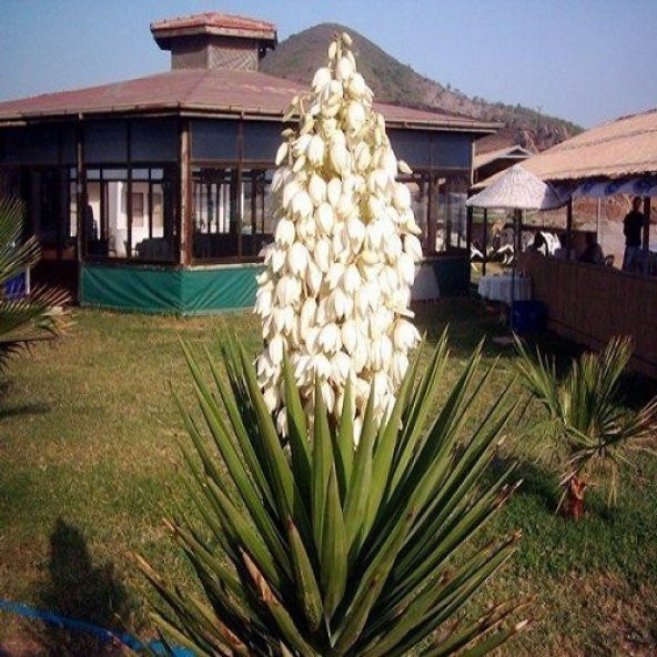 Avize Çiçeği Yucca Filamentosa - 5