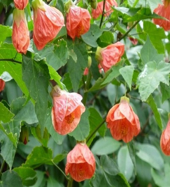 Ağaç Küpelisi Fidanı 30 cm Abutilon Megapotamicum