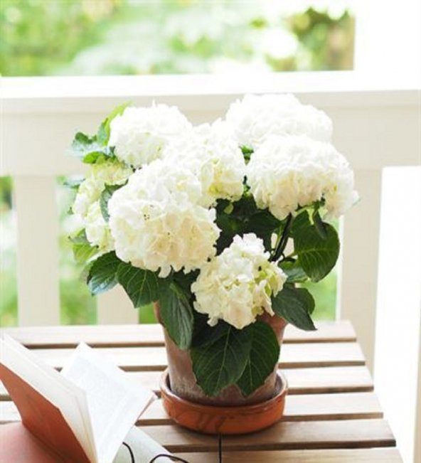 Beyaz Ortanca Çiçeği Hydrangea Macrophylla