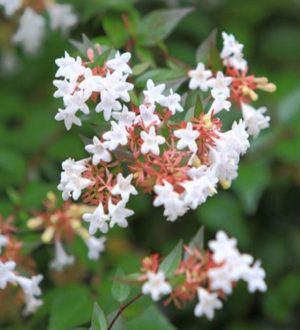 Abelya Çiçeği Güzellik Çalısı 60 cm Abelia Chinensis