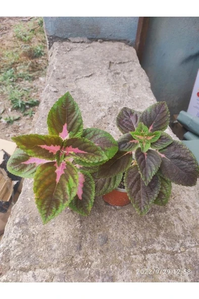 Yaprak Güzeli Yaprağı Güzel Kolyos Çiçeği Özel Renk 10-20 Cm