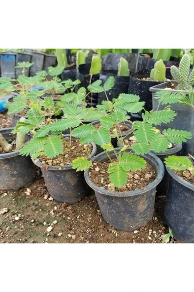 Küstüm Çiçeği Mimosa Pudica 2 Adet 10-20 cm