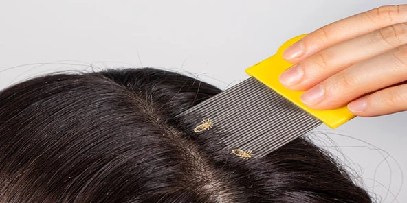 Croc 301 Bit Pire Tarağı Çelik Uçlu Kırmızı - Resim 3