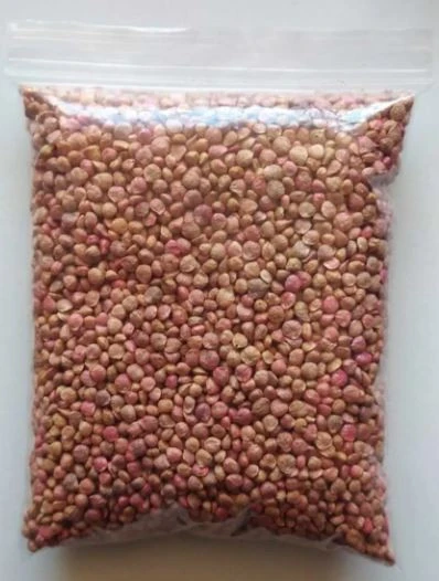Matador Cinsi Standart Ithal Ispanak Tohumu 100 Gr (kuzu Ispanak)