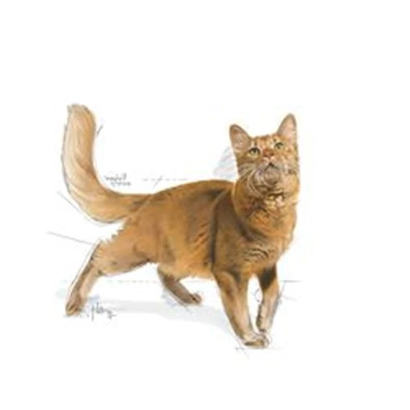Royal Canin Fit 32 Yetişkin 2 kg Kedi Maması - 2