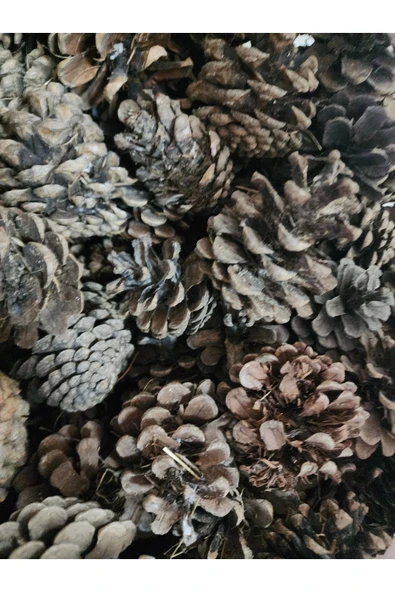 Kırık Çıra Kozalağı 250 Gram Tutuşturucu Mangal Kozalak Ahşap Doğal Kozalak