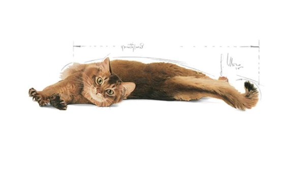 Royal Canin Light Weight Care 1,5 kg Diyet Yetişkin Kedi Maması - 2