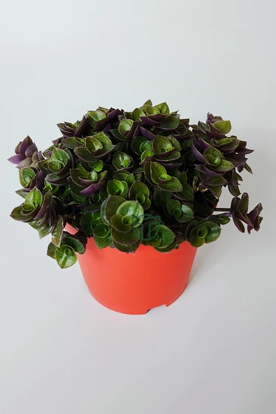 Callisia Repens (Turtle Vine) – Dekoratif Sarkan Ev Bitkisi - 5