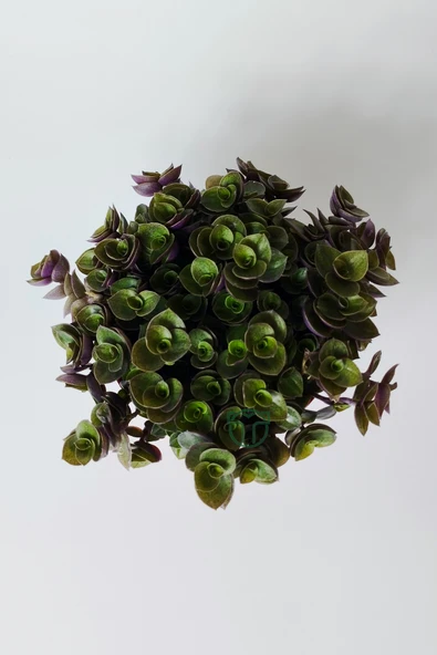 Callisia Repens (Turtle Vine) – Dekoratif Sarkan Ev Bitkisi - 3