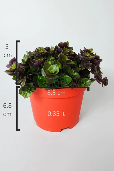 Callisia Repens (Turtle Vine) – Dekoratif Sarkan Ev Bitkisi - 2