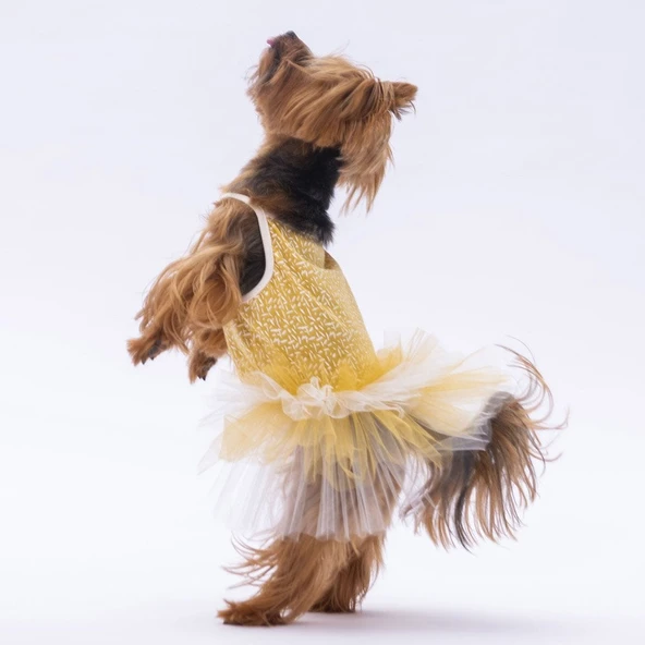 PawStar Sarı Polka-Dot Elbise - 4