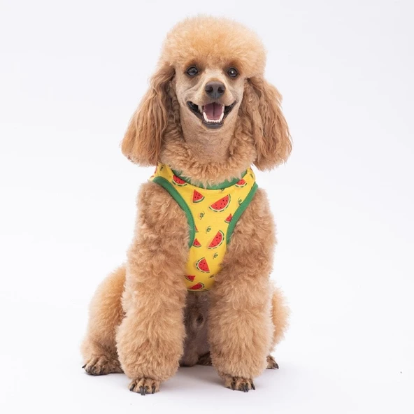 PawStar Watermelon T-Shirt Küçük Irk - 3