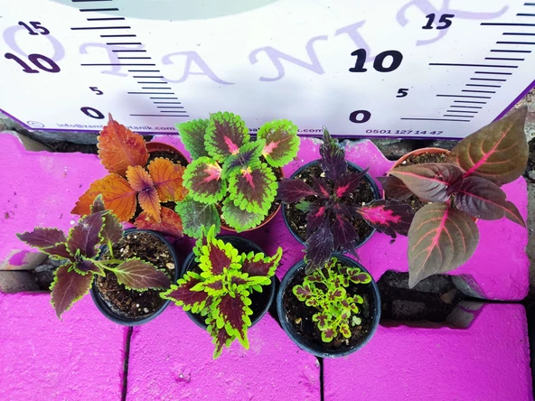 5'li Farklı Çeşit Yaprak Güzeli Seti (COMMON COLEUS) - Renkli Yapraklı Iç Ve Dış Mekan Bitkisi 5 Adet - 2