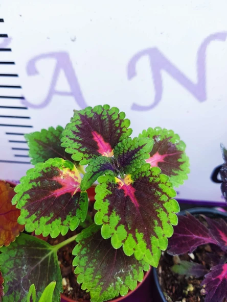 5'li Farklı Çeşit Yaprak Güzeli Seti (COMMON COLEUS) - Renkli Yapraklı Iç Ve Dış Mekan Bitkisi 5 Adet - 7