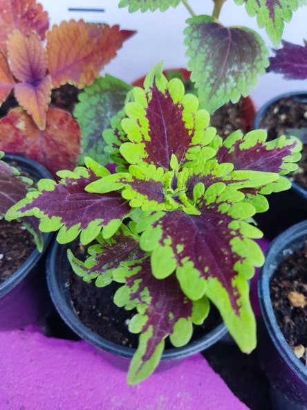 5'li Farklı Çeşit Yaprak Güzeli Seti (COMMON COLEUS) - Renkli Yapraklı Iç Ve Dış Mekan Bitkisi 5 Adet - 3