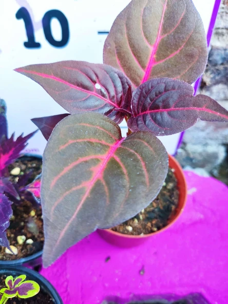 5'li Farklı Çeşit Yaprak Güzeli Seti (COMMON COLEUS) - Renkli Yapraklı Iç Ve Dış Mekan Bitkisi 5 Adet - 5