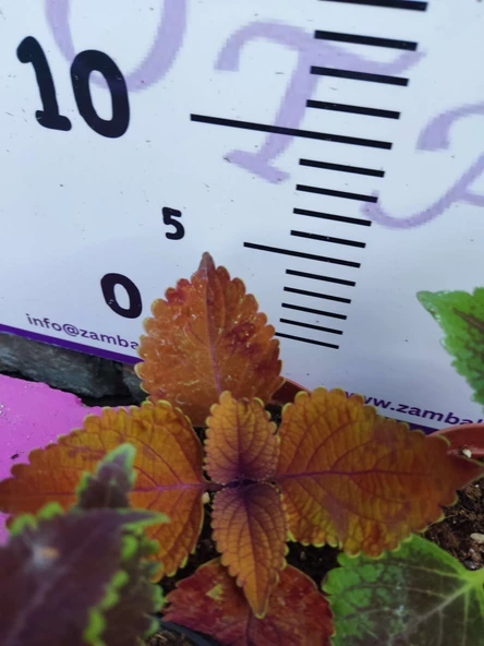 5'li Farklı Çeşit Yaprak Güzeli Seti (COMMON COLEUS) - Renkli Yapraklı Iç Ve Dış Mekan Bitkisi 5 Adet - 8