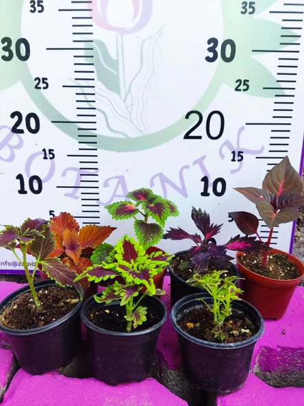 5'li Farklı Çeşit Yaprak Güzeli Seti (COMMON COLEUS) - Renkli Yapraklı Iç Ve Dış Mekan Bitkisi 5 Adet