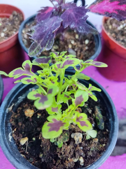 5'li Farklı Çeşit Yaprak Güzeli Seti (COMMON COLEUS) - Renkli Yapraklı Iç Ve Dış Mekan Bitkisi 5 Adet - 4