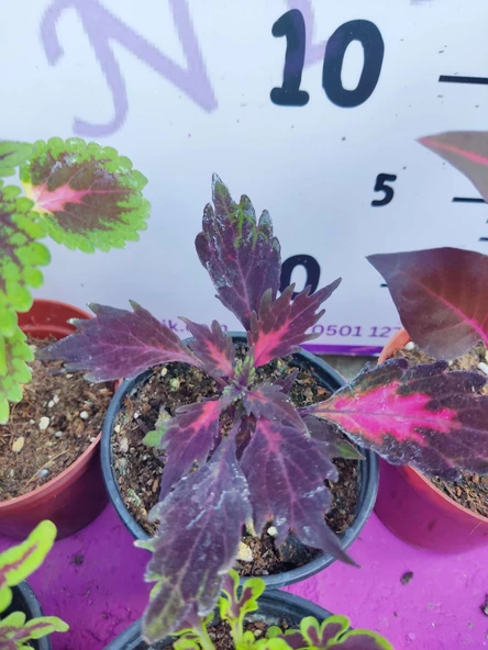 5'li Farklı Çeşit Yaprak Güzeli Seti (COMMON COLEUS) - Renkli Yapraklı Iç Ve Dış Mekan Bitkisi 5 Adet - 6