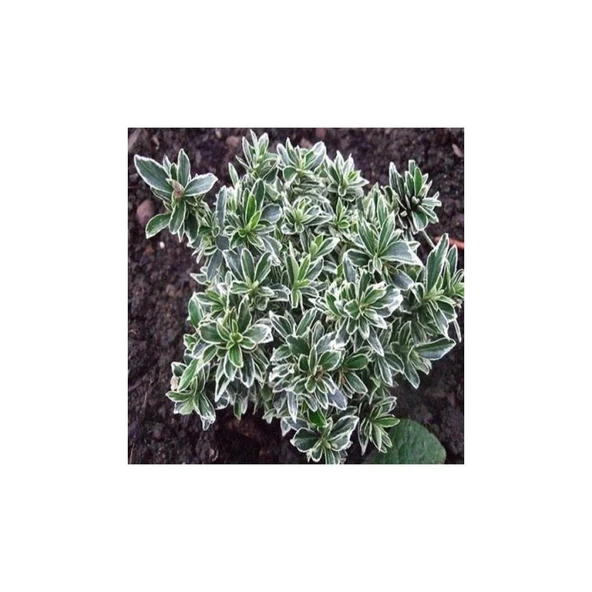 Gümüş Taflan Fidanı 20-40 cm