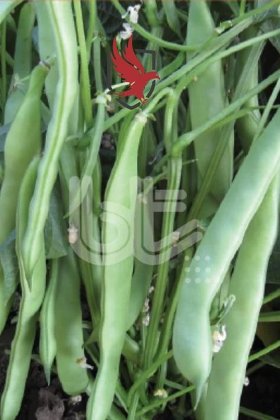 Bursa Tohum Balkız Fasulye Tohumu (Oturak) 1 Kg - 4