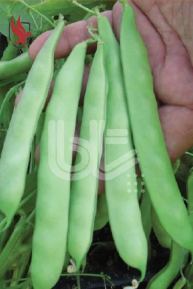 Bursa Tohum Balkız Fasulye Tohumu (Oturak) 1 Kg - 2
