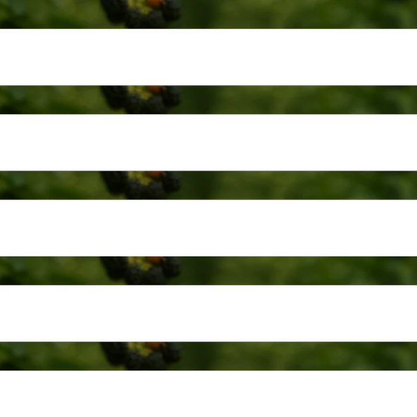 Böğürtlen Yaprağı 25g - Resim 2