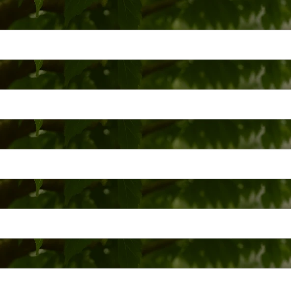 Dut Yaprağı 25g - Resim 2