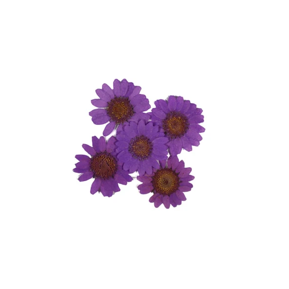 Preslenmiş Kurutulmuş Papatya Çiçek Bitkiler Epoksi Reçine Kolye Takı Papımı (100 Adet)  Mor ürün görseli