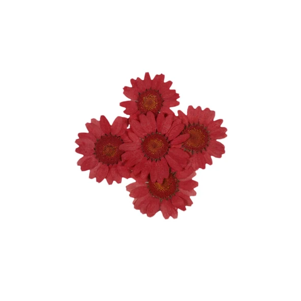 Preslenmiş Kurutulmuş Papatya Çiçek Bitkiler Epoksi Reçine Kolye Takı Papımı (100 Adet)  Kırmızı ürün görseli 1