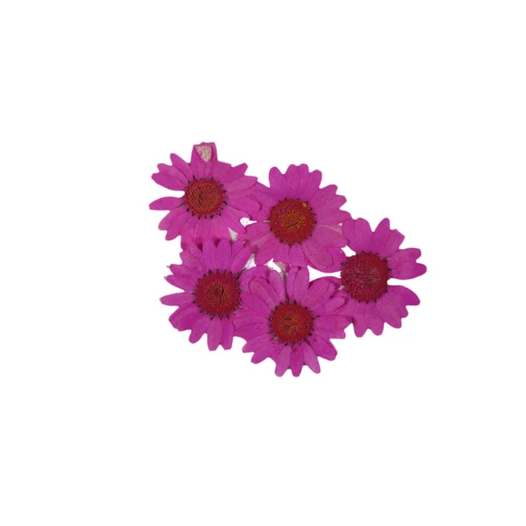 Preslenmiş Kurutulmuş Papatya Çiçek Bitkiler Epoksi Reçine Kolye Takı Papımı (100 Adet)  Pembe