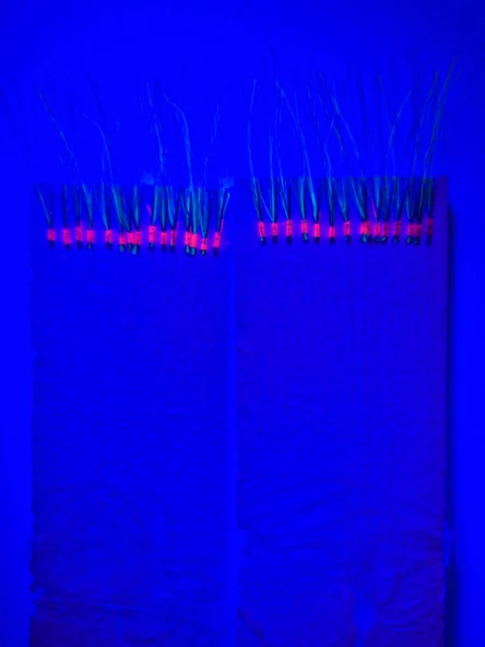 Eagenset Çapari, İstavrit Çaparisi, 30x12 Beden, Ultraviyole Uv Neon Seçenekli 11 No Beyaz İğne, 15 İğneli 2li Paket - 3
