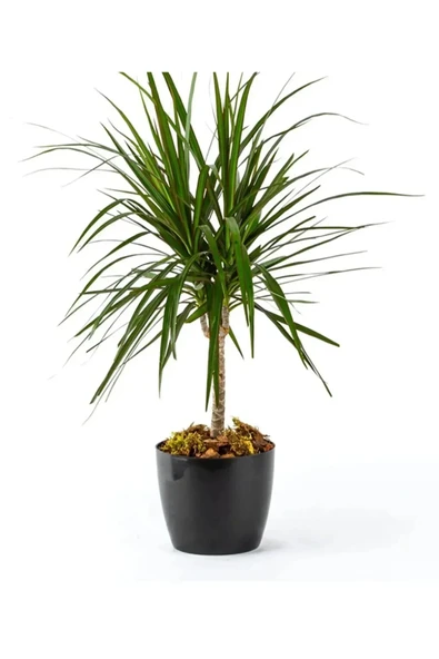 22 Litre 34x30cm Siyah Tabaksız Parlak Plastik Yakut Saksı No5 - 3