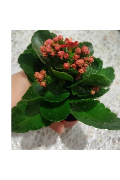 Kalanso Cicegi Fidesi Fidanı 10-20 cm ürün görseli