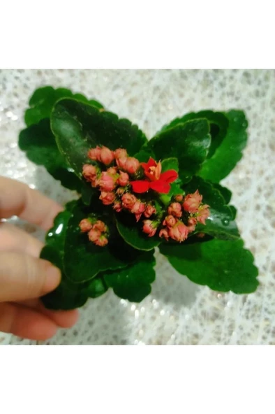 Kalanso Cicegi Fidesi Fidanı 10-20 cm - Resim 2