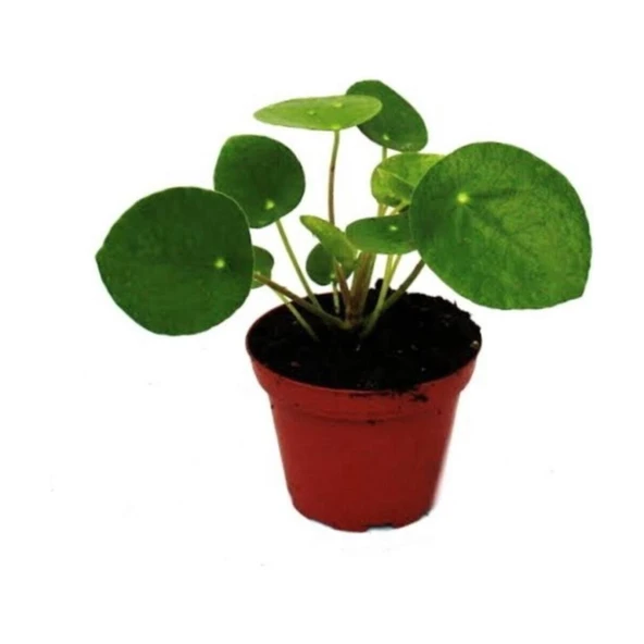 Çin Pilea Para Çiçeği Fidanı 10-20 cm ürün görseli