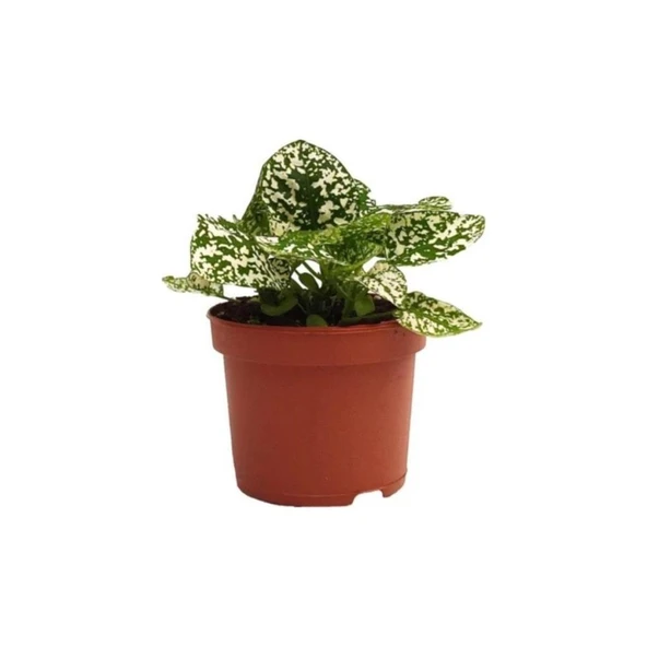 Hostes Çiçeği Fidanı Çilli Beyaz 10-20 cm ürün görseli