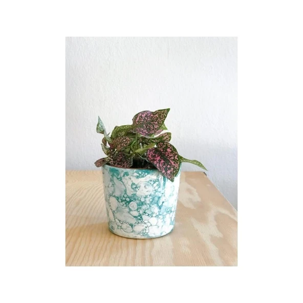 Hypoestes Hostes Çiçeği Fidanı Pembe Yapraklı 10-20 cm - Resim 2