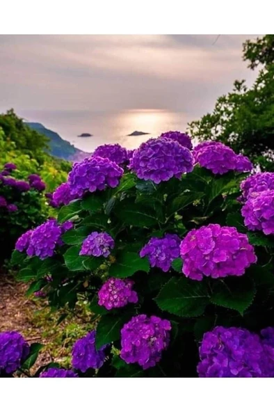 Mor Ortanca Çiçeği Fidanı 10-20 cm ürün görseli