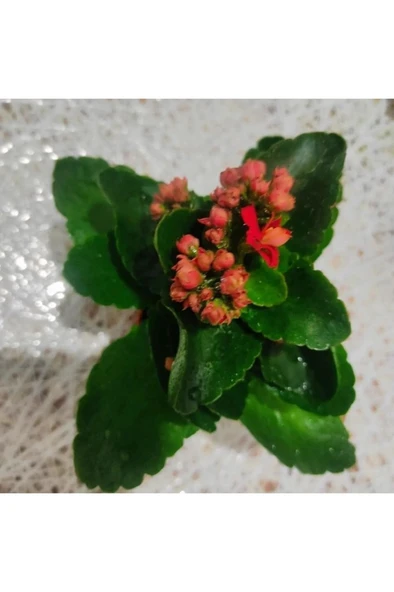 Kalanso Cicegi Fidesi Fidanı 10-20 cm - Resim 3