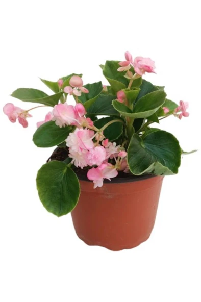 Begonia (Begonya Çiçeği) Açık Pembe 10-20 cm ürün görseli