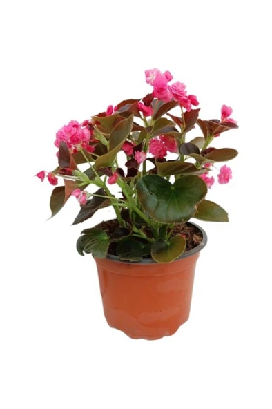 Begonia (Begonya Çiçeği) Pembe 10-20 cm