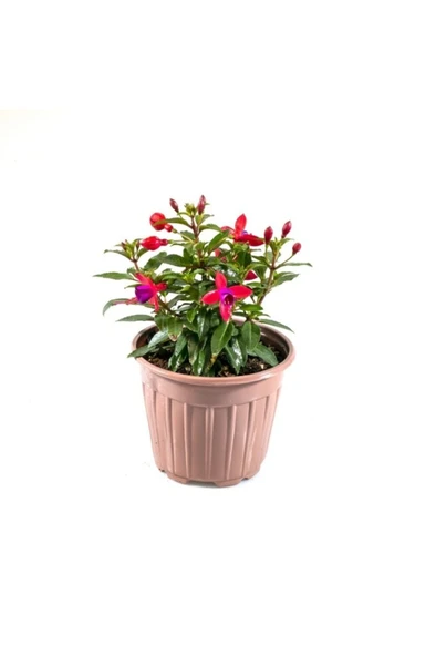 Fuchsia Cultivars Küpeli Çiçeği 10-20 cm
